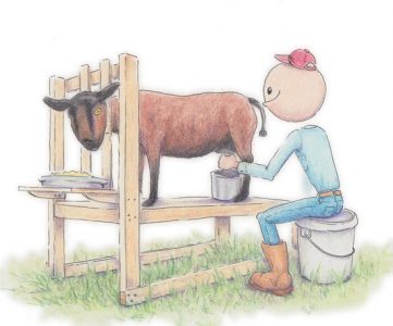 Illustration Of Milking A Goat